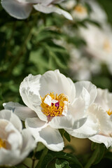 Obraz premium Close-up view of a blooming white peony flower Paeonia suffruticosa in a spring garden
