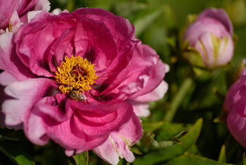 Close-up view of a blooming pink peony flower Paeonia suffruticosa in a spring garden.
