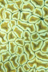 Close-up of a yellow-toned hard coral texture from the seabed.