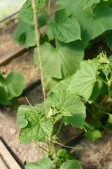 Obraz premium Plants such as cucumbers are thriving in the controlled environment, showing early stages of growth.