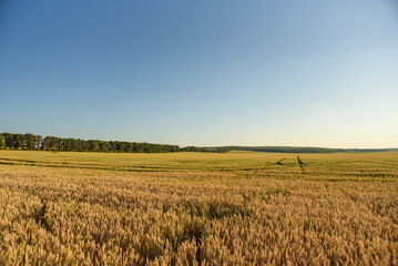 Panoramic View of Agricultural Land at Sunset