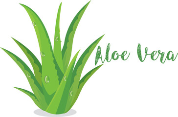 Fresh aloe vera plant isolated on white background, health care concept