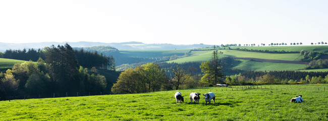 black and white spotted beef cows in green meadow with yellow spring flowers under blue sky in...