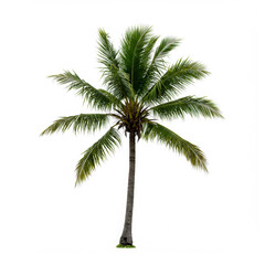Obraz premium Coconut palm tree with strong wind isolated on white background