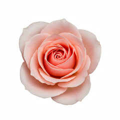 Fototapeta premium Pink Rose isolated on white background