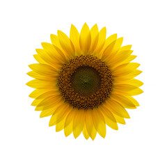 Fototapeta premium Flower Sunflower isolated on white background