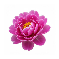 Obraz premium Flower Peony isolated on white background