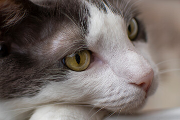 Gato blanco y gris