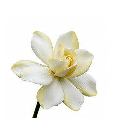 Obraz premium Flower Gardenia isolated on white background