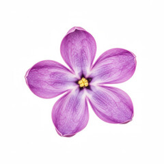 Obraz premium Flower Lilac isolated on white background