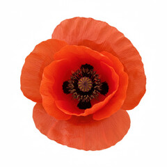 Flower Poppy isolated on white background