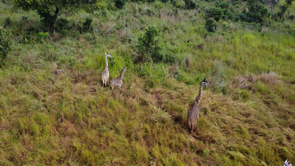 Aerial view of three giraffes grazing in a grassy field on a sunny day in the african savanna tanzania