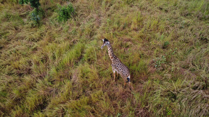 Aerial view of a giraffe standing in tall dry grass in a field on a sunny day in its habitat tanzania