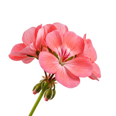 Flower Geranium isolated on white background
