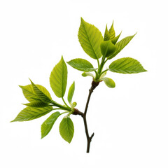 Close-up of small branch of a tree with green leaves isolated on white