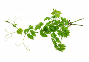 Green creeper isolated on white background