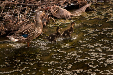 Duck and ducklings walk in tornado debris after April 27, 2011 EF4 tornado in Tuscaloosa Alabama