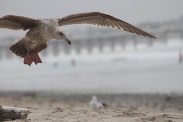 seagull in flight