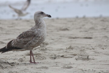 seagull on the beach