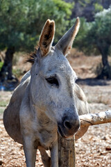 Portrait of a donkey in a pasture on the island of Zakynthos
