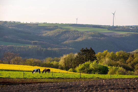 horses in spring countryside of german eifel with rapeseed, fields and forest at sunset