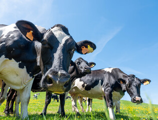 curious black and white spotted cows in green meadow with yellow spring flowers under blue sky