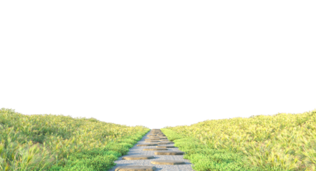 grass along the stones path