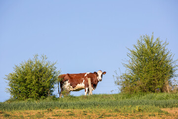 spotted red and white cow grazes near shrubs against blue sky