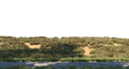 grass along the stones path