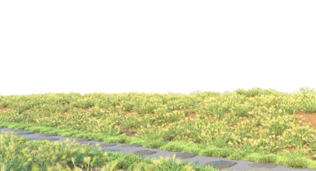 grass along the stones path