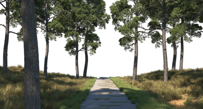 stones path in the forest with trees shadow