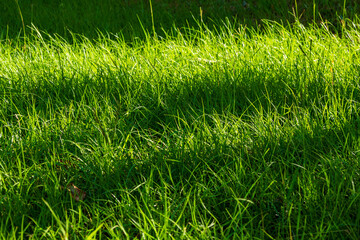 朝日に照らされて輝く夏草12