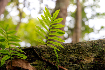 Fern Leaf in Tropical Forest Light