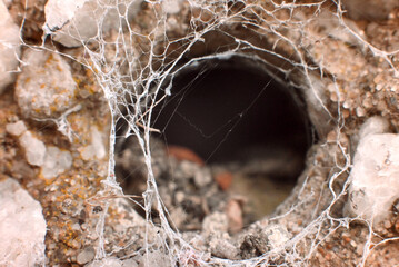 spider in the web