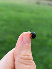 A Small, Shiny Black Beetle Pausing on a Fingertip in a Grassy Field