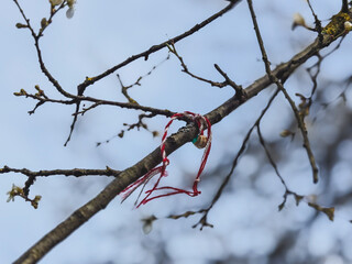 A Traditional Martenitsa (Martisor) Tassel Tied to a Bare Tree Branch for Spring