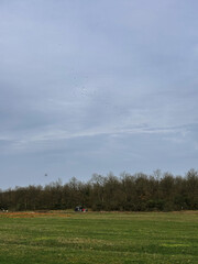 A Murmuration of Starlings Flying over a Green Field and Forest Treeline