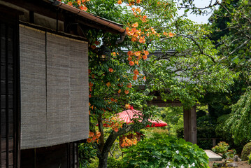 鎌倉2577　海蔵寺8　ノウゼンカズラ