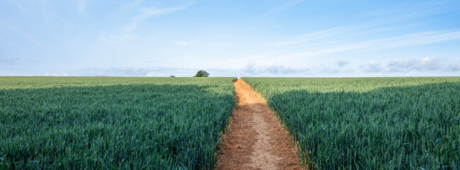 path through wheat field in english couty of kent