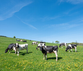 curious black and white spotted cows in green meadow with yellow spring flowers under blue sky
