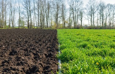 Obraz premium Freshly tilled soil awaits spring planting, contrasting with rich green field. Dark earth texture shows fertile ground for vegetables, herbs, crops. Bare trees line distant horizon. Natural growth