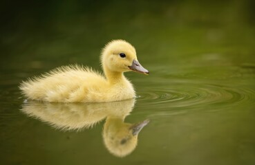 Adorable yellow duckling swims serenely in calm water, its fluffy reflection rippling on surface. This tiny aquatic bird enjoys peaceful moment in natural pond, embodying springtime joy and purity.