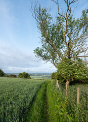 Obraz premium landscape of north downs near ashford and wye valley in english county of kent on early summer morning