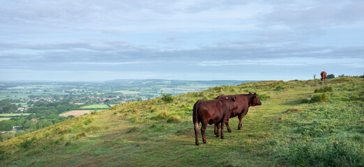beautiful landscape of north downs in kent with brown cows on early morning late spring