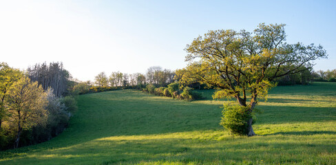 Fototapeta premium trees and meadows in rolling hills of luxemburg countryside