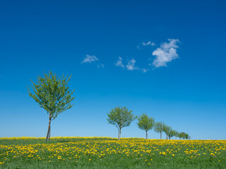 rural landscape with rapeseed field and trees under blue sky in german national park of saar...