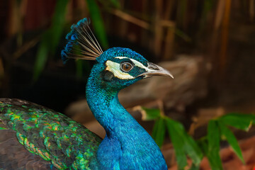 A closeup of a peacock facing to the right with a blurry background