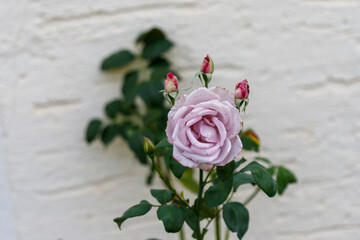 Lavender Rose Blossom with Buds and Leaves Against White Wall