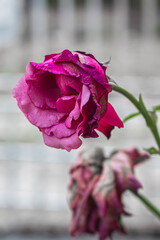 La rosa tiene un color cyan intenso