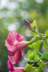 Las flores se abren con la luz del sol